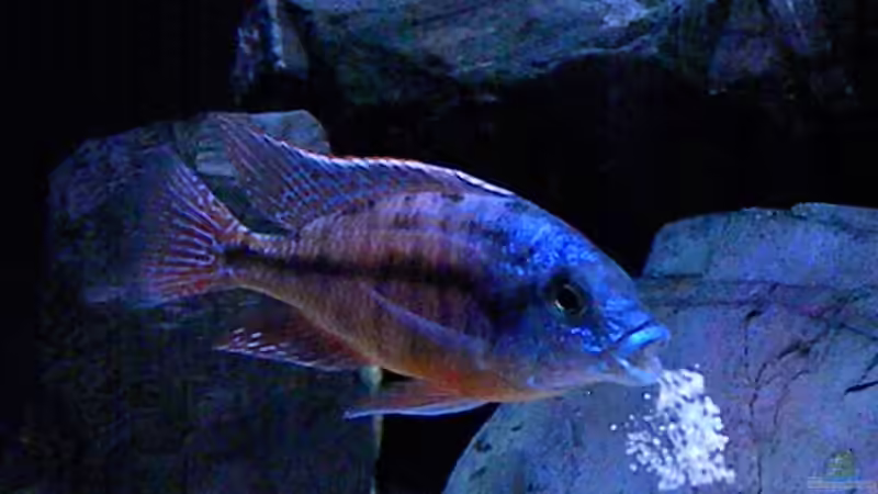 Besatz im Aquarium My Malawi-Dream von flightsim (162)