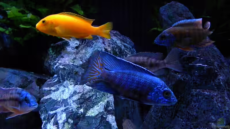 Besatz im Aquarium My Malawi-Dream von flightsim (163)