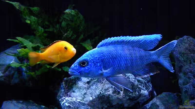 Besatz im Aquarium My Malawi-Dream von flightsim (164)