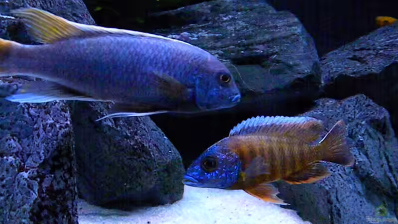 Besatz im Aquarium My Malawi-Dream von flightsim (165)