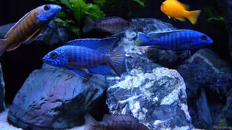 Besatz im Aquarium My Malawi-Dream von flightsim (166)