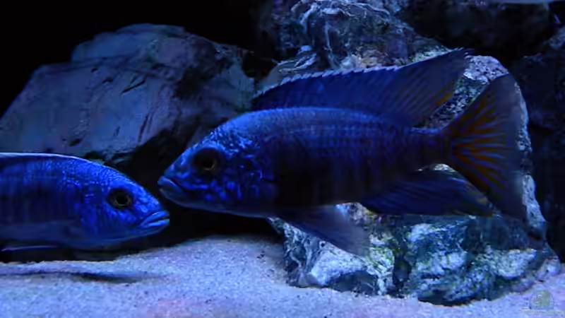 Besatz im Aquarium My Malawi-Dream von flightsim (167)