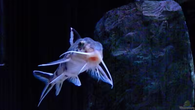 Besatz im Aquarium My Malawi-Dream von flightsim (169)