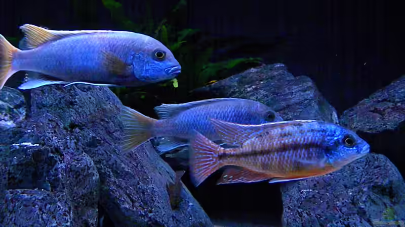 Besatz im Aquarium My Malawi-Dream von flightsim (170)