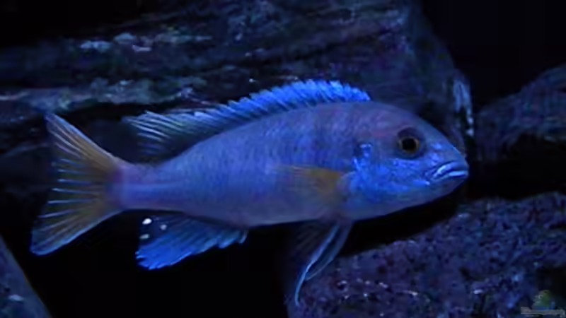 Besatz im Aquarium My Malawi-Dream von flightsim (171)