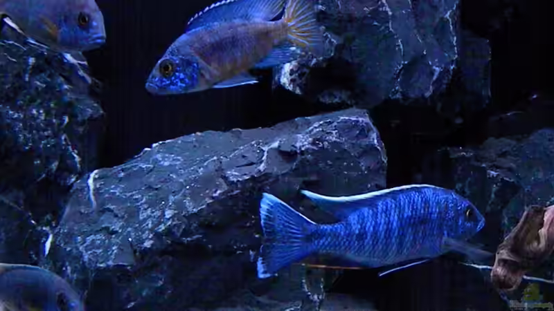 Besatz im Aquarium My Malawi-Dream von flightsim (177)