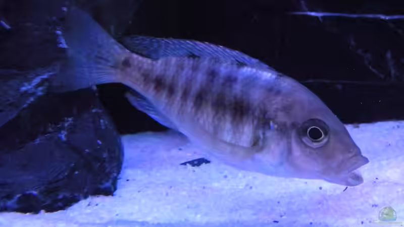 Besatz im Aquarium My Malawi-Dream von flightsim (184)