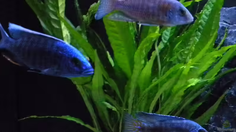 Besatz im Aquarium My Malawi-Dream von flightsim (194)