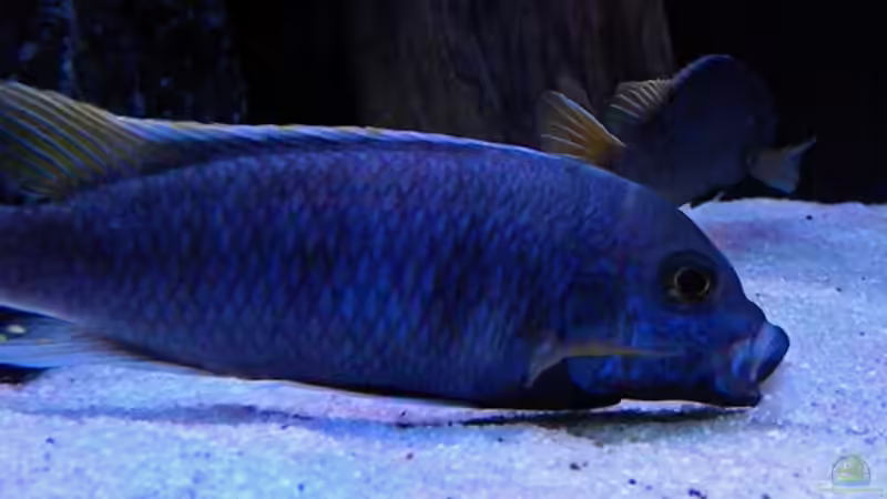 Besatz im Aquarium My Malawi-Dream von flightsim (67)