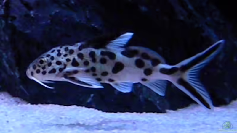 Besatz im Aquarium My Malawi-Dream von flightsim (68)