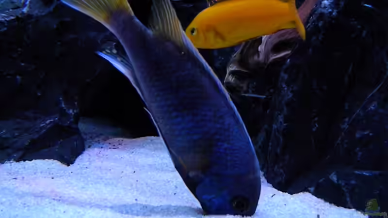 Besatz im Aquarium My Malawi-Dream von flightsim (70)