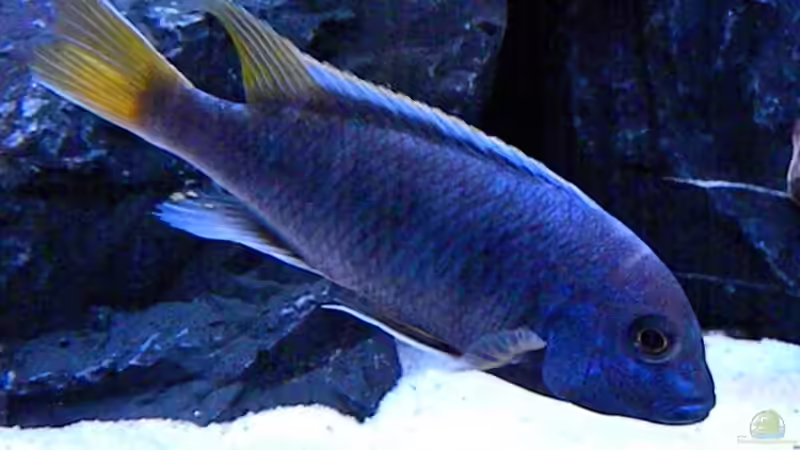 Besatz im Aquarium My Malawi-Dream von flightsim (72)