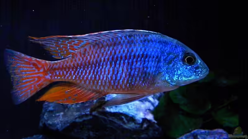 Besatz im Aquarium My Malawi-Dream von flightsim (73)