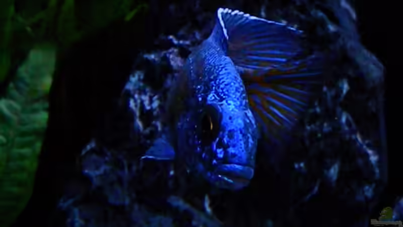 Besatz im Aquarium My Malawi-Dream von flightsim (75)