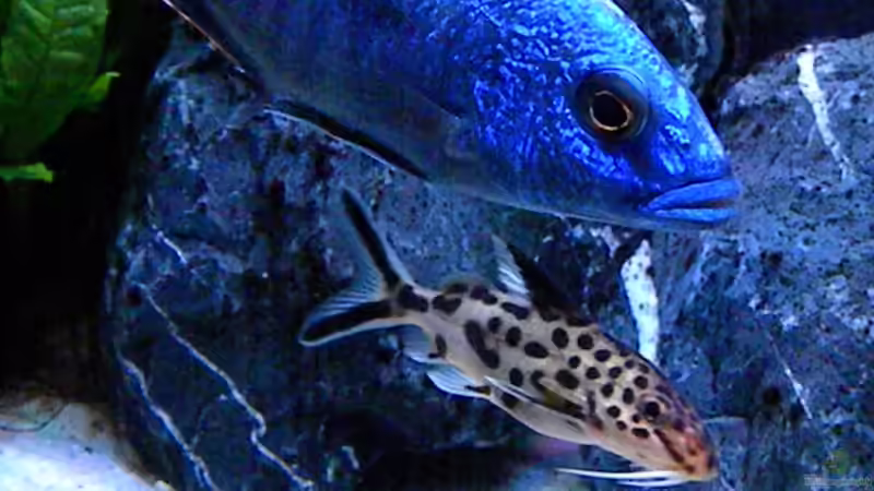 Besatz im Aquarium My Malawi-Dream von flightsim (76)