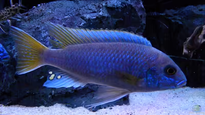 Besatz im Aquarium My Malawi-Dream von flightsim (78)