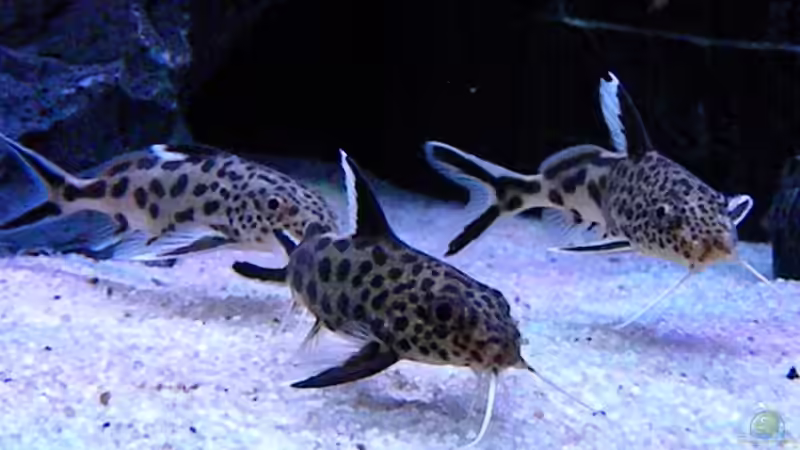 Besatz im Aquarium My Malawi-Dream von flightsim (79)