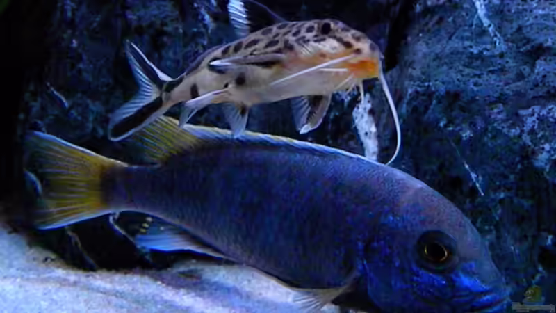 Besatz im Aquarium My Malawi-Dream von flightsim (81)