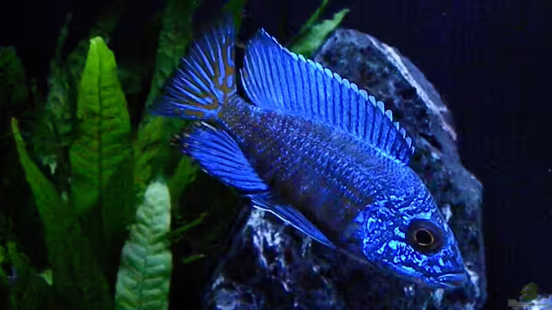 Besatz im Aquarium My Malawi-Dream von flightsim (83)