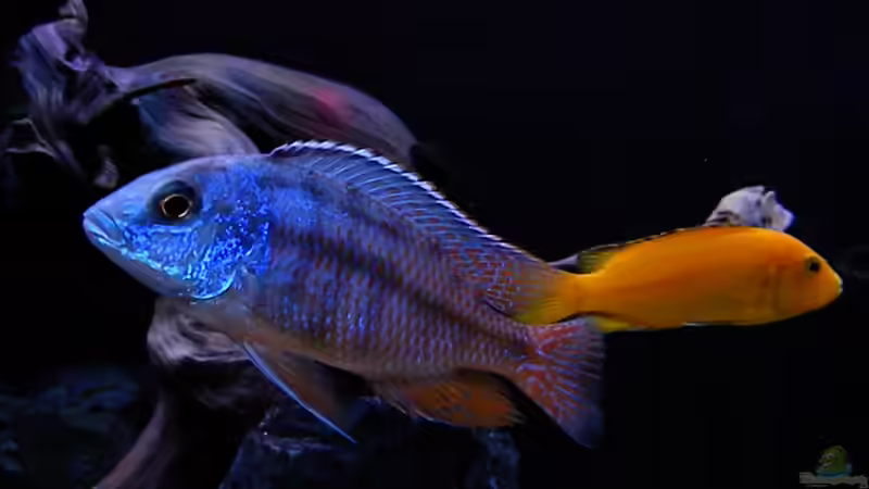 Besatz im Aquarium My Malawi-Dream von flightsim (84)