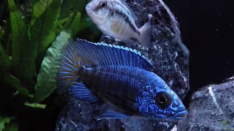 Besatz im Aquarium My Malawi-Dream von flightsim (85)