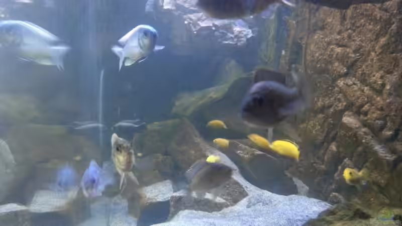 Besatz im Aquarium My second Malawi basin existiert nicht mehr von Vision (23)