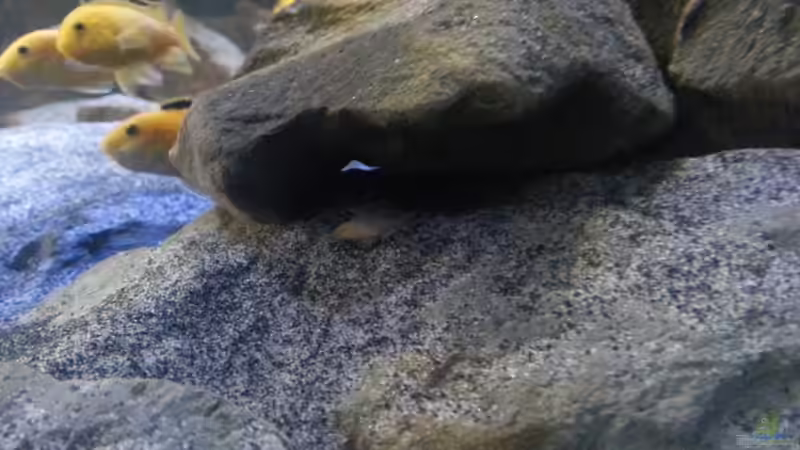 Besatz im Aquarium My second Malawi basin existiert nicht mehr von Vision (24)