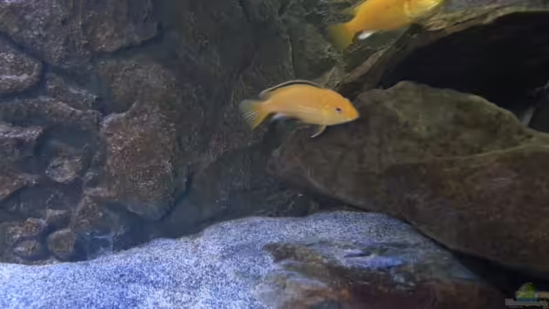 Besatz im Aquarium My second Malawi basin existiert nicht mehr von Vision (25)