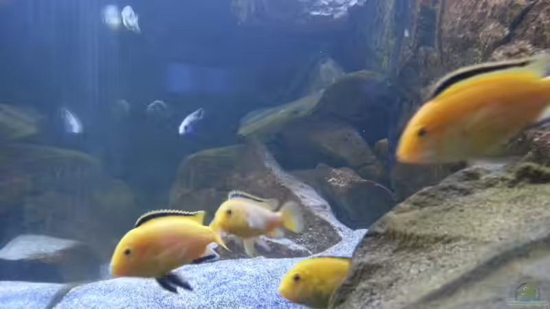 Besatz im Aquarium My second Malawi basin existiert nicht mehr von Vision (29)