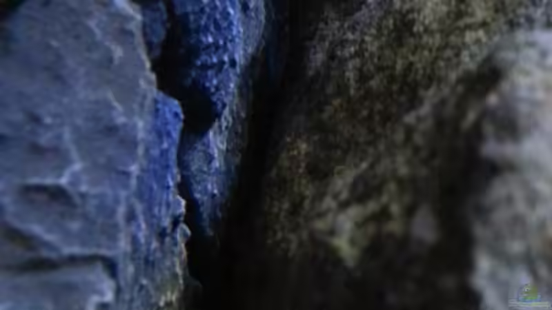 Besatz im Aquarium My second Malawi basin existiert nicht mehr von Vision (30)