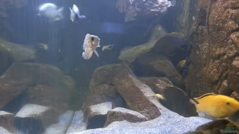 Besatz im Aquarium My second Malawi basin existiert nicht mehr von Vision (31)