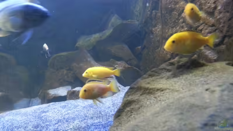 Besatz im Aquarium My second Malawi basin existiert nicht mehr von Vision (32)