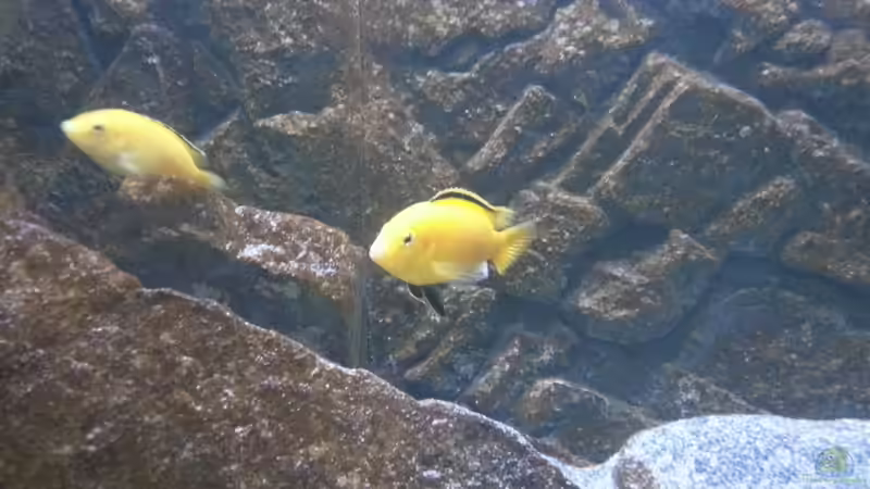 Besatz im Aquarium My second Malawi basin existiert nicht mehr von Vision (33)