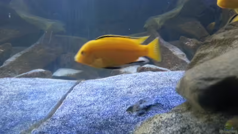 Besatz im Aquarium My second Malawi basin existiert nicht mehr von Vision (34)