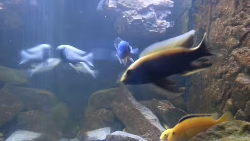 Besatz im Aquarium My second Malawi basin existiert nicht mehr von Vision (35)