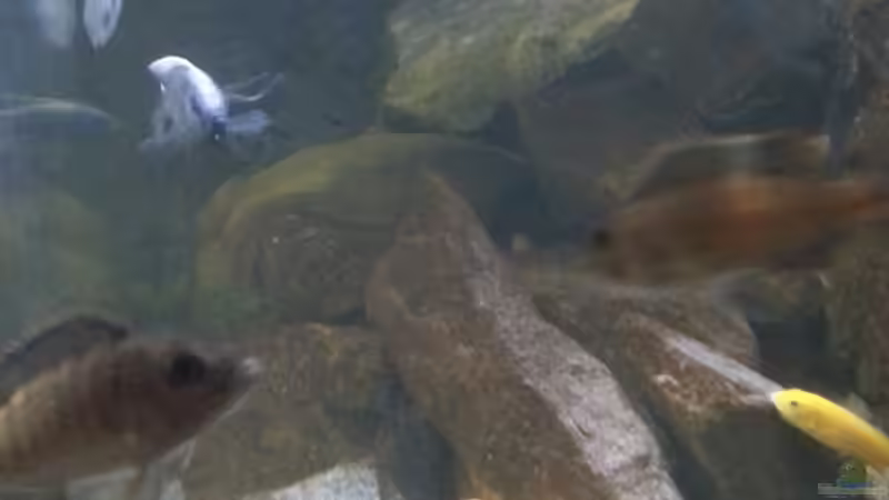 Besatz im Aquarium My second Malawi basin existiert nicht mehr von Vision (36)