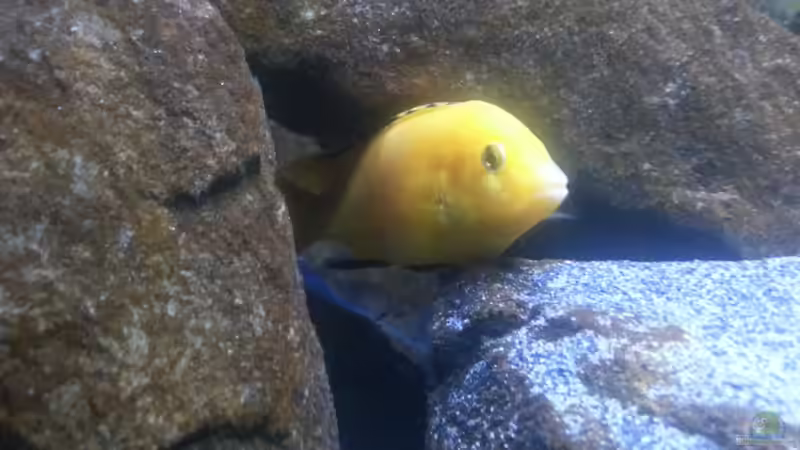 Besatz im Aquarium My second Malawi basin existiert nicht mehr von Vision (39)