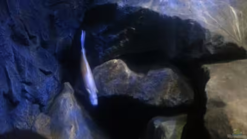 Besatz im Aquarium My second Malawi basin existiert nicht mehr von Vision (40)