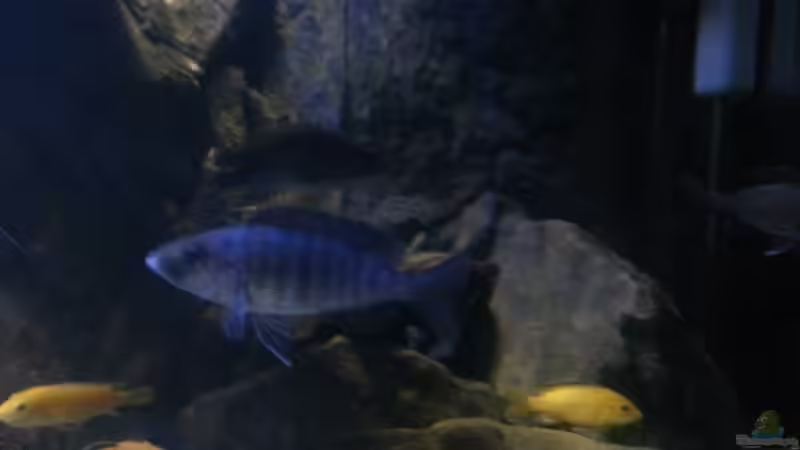 Besatz im Aquarium My second Malawi basin existiert nicht mehr von Vision (42)