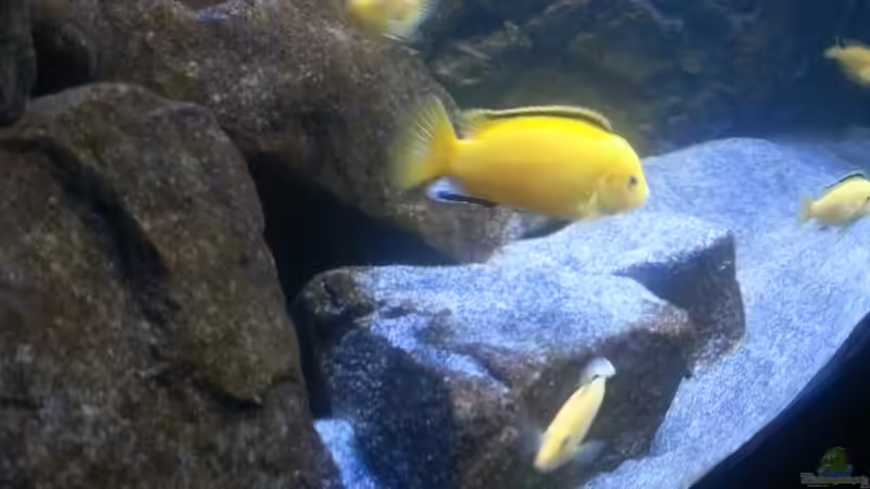 Besatz im Aquarium My second Malawi basin existiert nicht mehr von Vision (43)