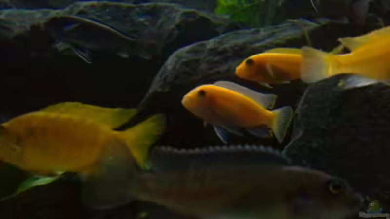 Besatz im Aquarium My Version of Malawi von J.Co. (20)