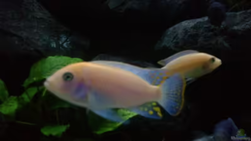 Besatz im Aquarium My Version of Malawi von J.Co. (22)