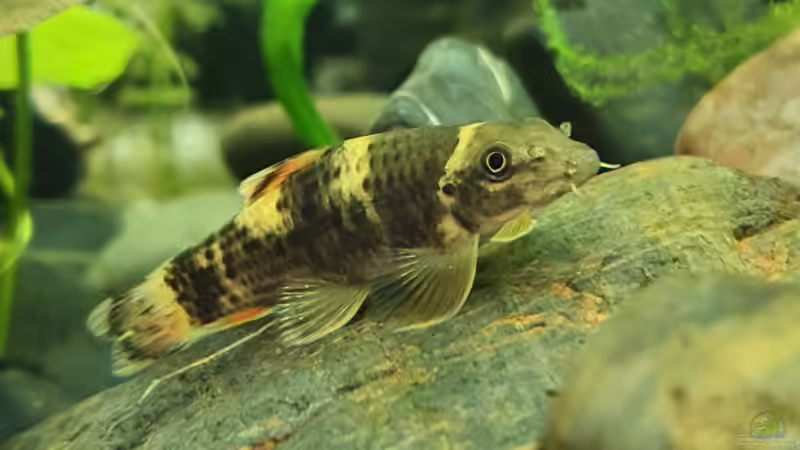 Besatz im Aquarium Myanmar _Gesellschaft von Tavira2000 (17)