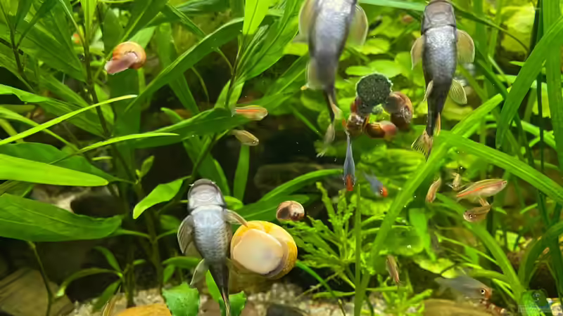 Besatz im Aquarium Myanmar _Gesellschaft von Tavira2000 (25)