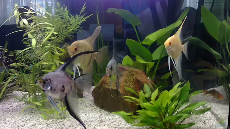 Besatz im Aquarium MyFirstOne von Katerina Schöbella (38)