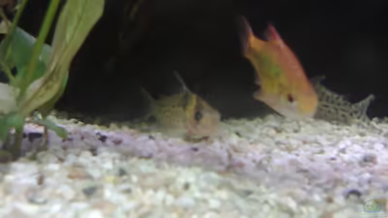 Besatz im Aquarium MyFirstOne von Katerina Schöbella (42)