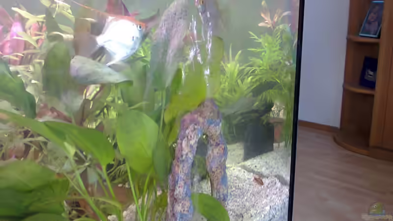 Besatz im Aquarium MyFirstOne von Katerina Schöbella (44)