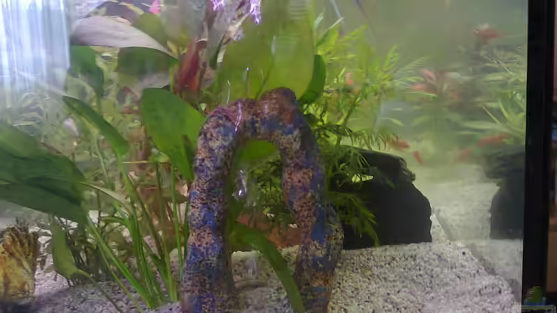 Besatz im Aquarium MyFirstOne von Katerina Schöbella (45)