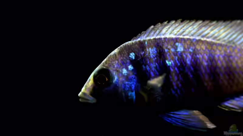 Besatz im Aquarium MYlawi von Stefan Schmitt (11)