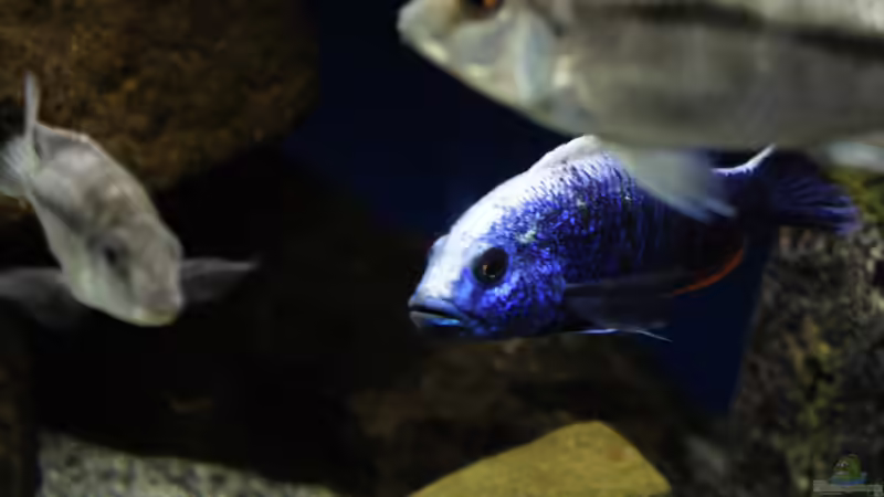 Besatz im Aquarium MYlawi von Stefan Schmitt (14)